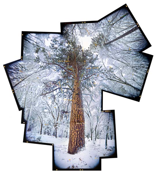 TedOrlandTreeInSnowsto#DB77
